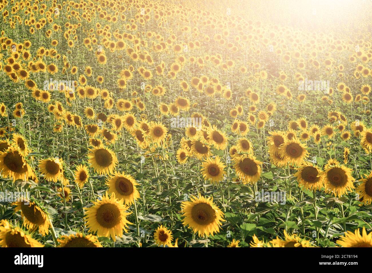 L'agriculture de tournesol jaune sur un champ. Concept agricole avec tournesol jaune. Photo de haute qualité Banque D'Images