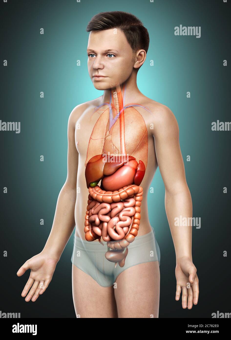 3d rendu médicalement précis illustration du système digestif du garçon Banque D'Images