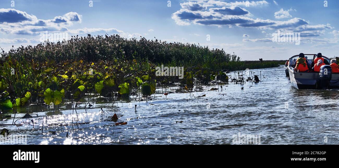 Russie,Astrakhan Oblast, UN bateau transportant une famille touristique dans le champ de lotus dans le delta de la Volga, dans l'estuaire, Blooming Nelumbo nucifera (aka Lotus bleu, Lotus indien, Lotus sacré, haricot de l'Inde, et le nénuphars sacré) Banque D'Images