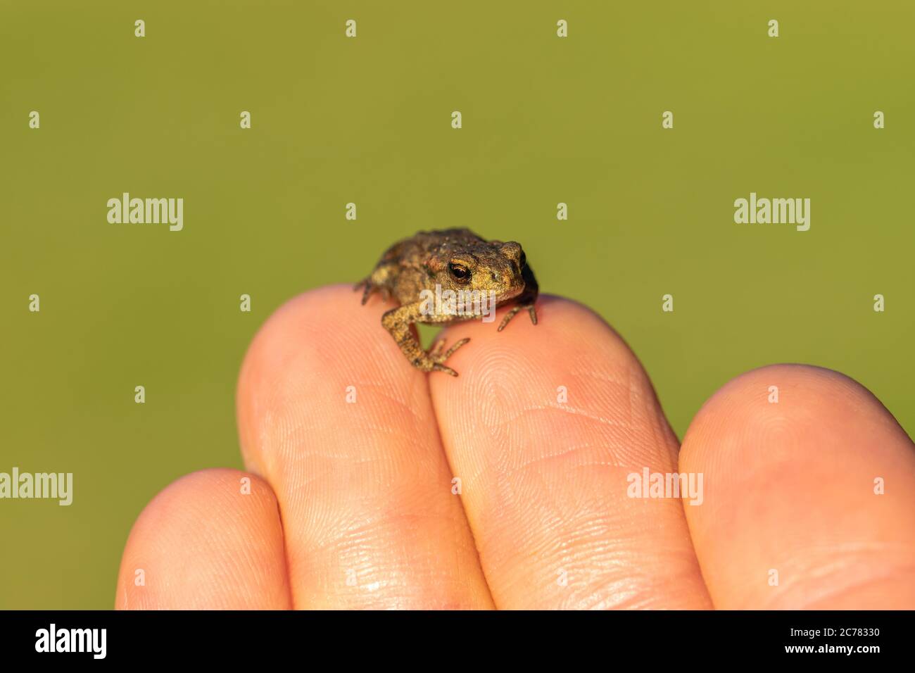 Petit crapaud assis sur les doigts humains devant le fond vert. Le nez et l'œil du crapaud sont en mode de mise au point de la caméra Banque D'Images