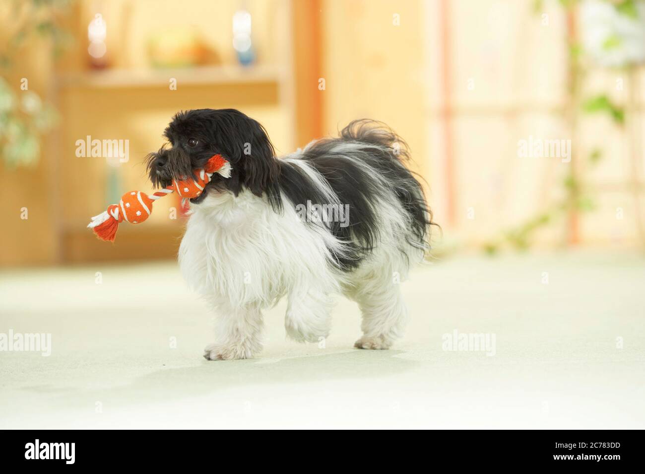 Bichons Havanais. Un chien adulte joue avec un jouet dans un appartement. Allemagne Banque D'Images