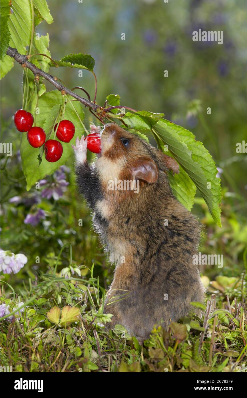 Hamster européen (Cricetus cricetus) reniflage dans les cerises Allemagne. Banque D'Images