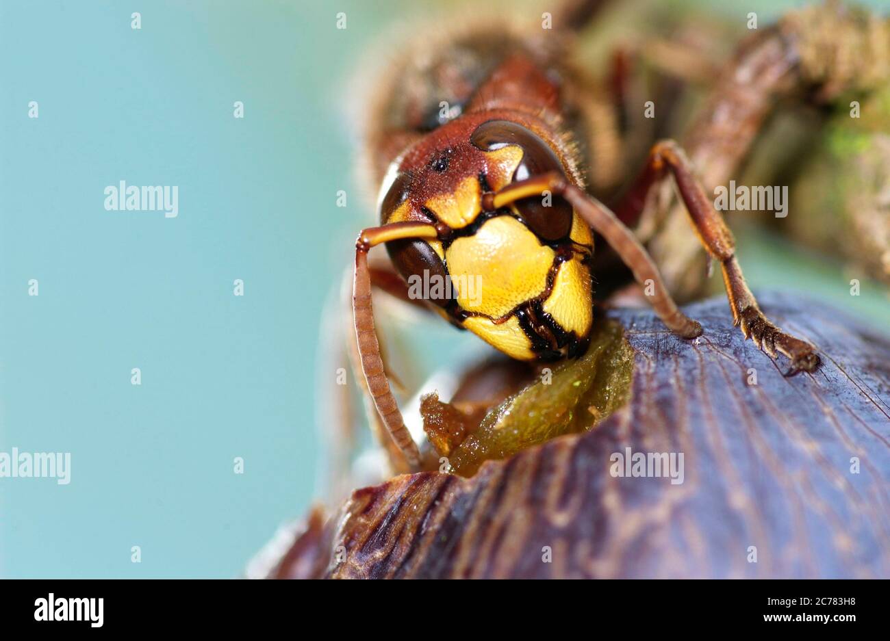 Frelon européen, Brown Hornet (Vespa crabro) manger une prune. Allemagne Banque D'Images