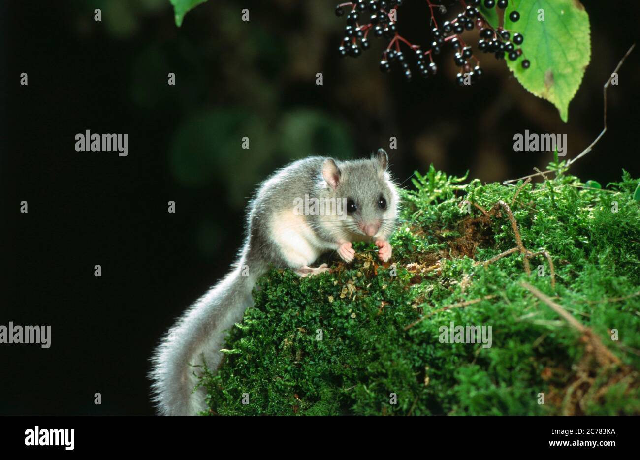 Dorsouris comestible (Glis Glis). Adulte sur mousse sous baies mûres de mûre de mûre de mûre de mûre de mûre de Allemagne Banque D'Images