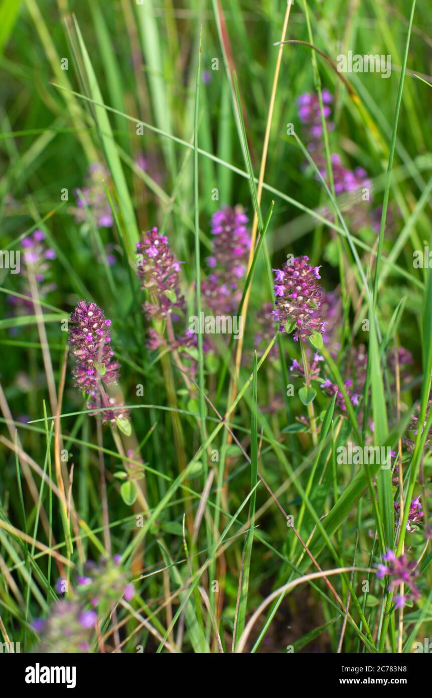 Fleurs de thym en été dans la campagne orientation verticale Banque D'Images