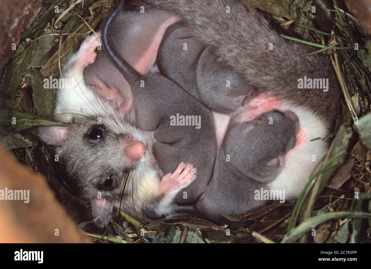 Dorsouris comestible (Glis Glis). Mère et jeune en nid. Allemagne Banque D'Images