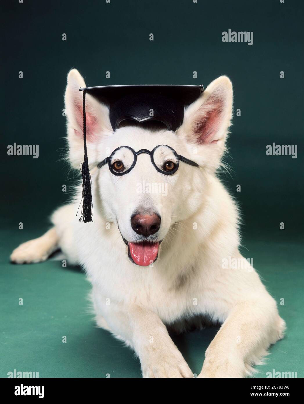 Berger blanc Suisse, Berger blanc suisse. Un chien adulte avec un mortaboard et des lunettes couché devant un fond vert. Allemagne Banque D'Images