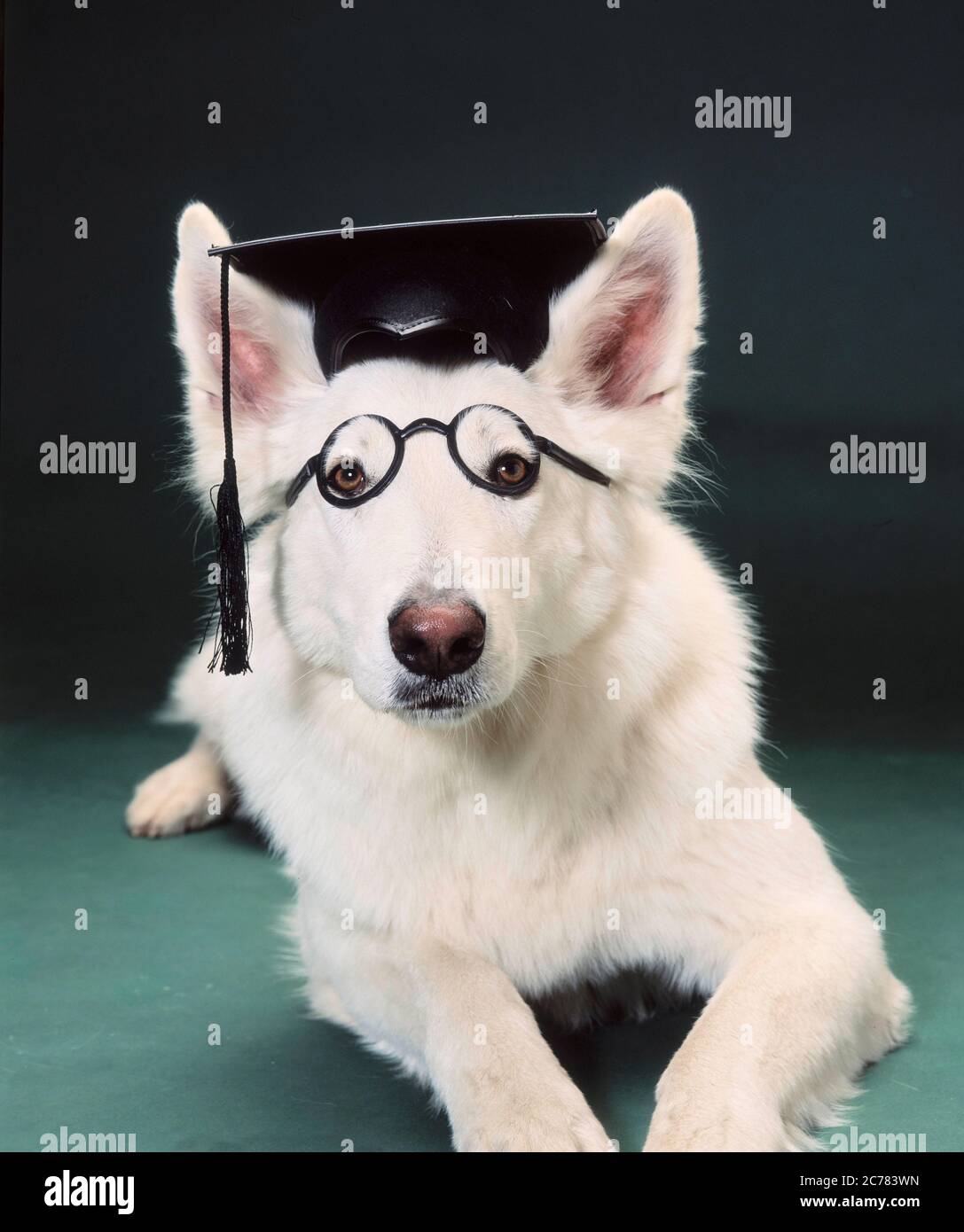 Berger blanc Suisse, Berger blanc suisse. Un chien adulte avec un mortaboard et des lunettes couché devant un fond vert. Allemagne Banque D'Images