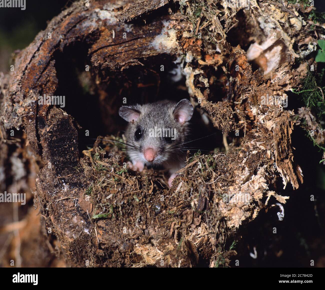 Dormoir comestible (Glis glis) regardant de son nid dans un arbre creux. Allemagne Banque D'Images