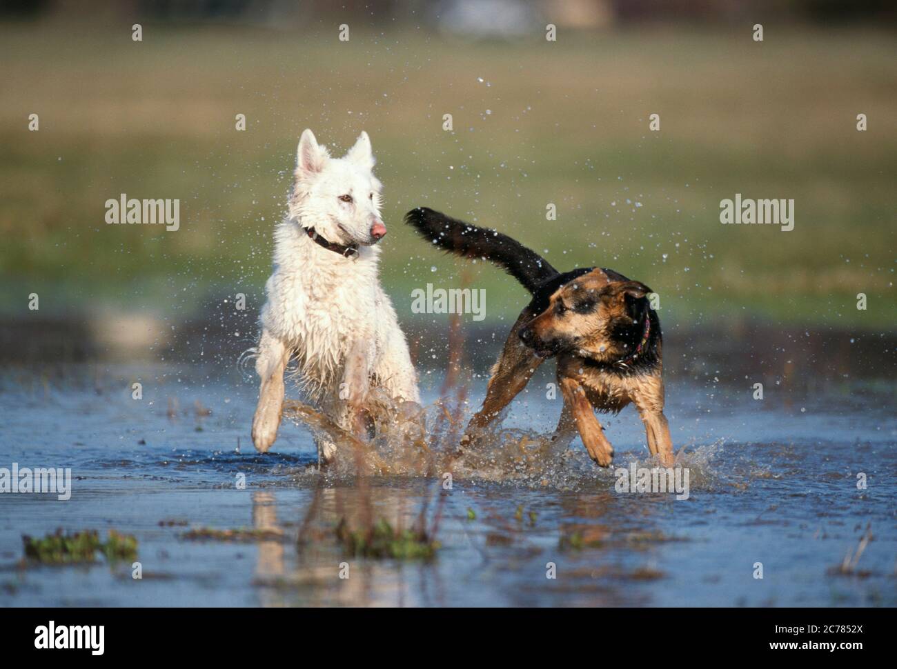 Berger blanc Suisse, Berger blanc suisse blanc et chien mixte. Deux chiens adultes jouant dans l'eau. Allemagne Banque D'Images