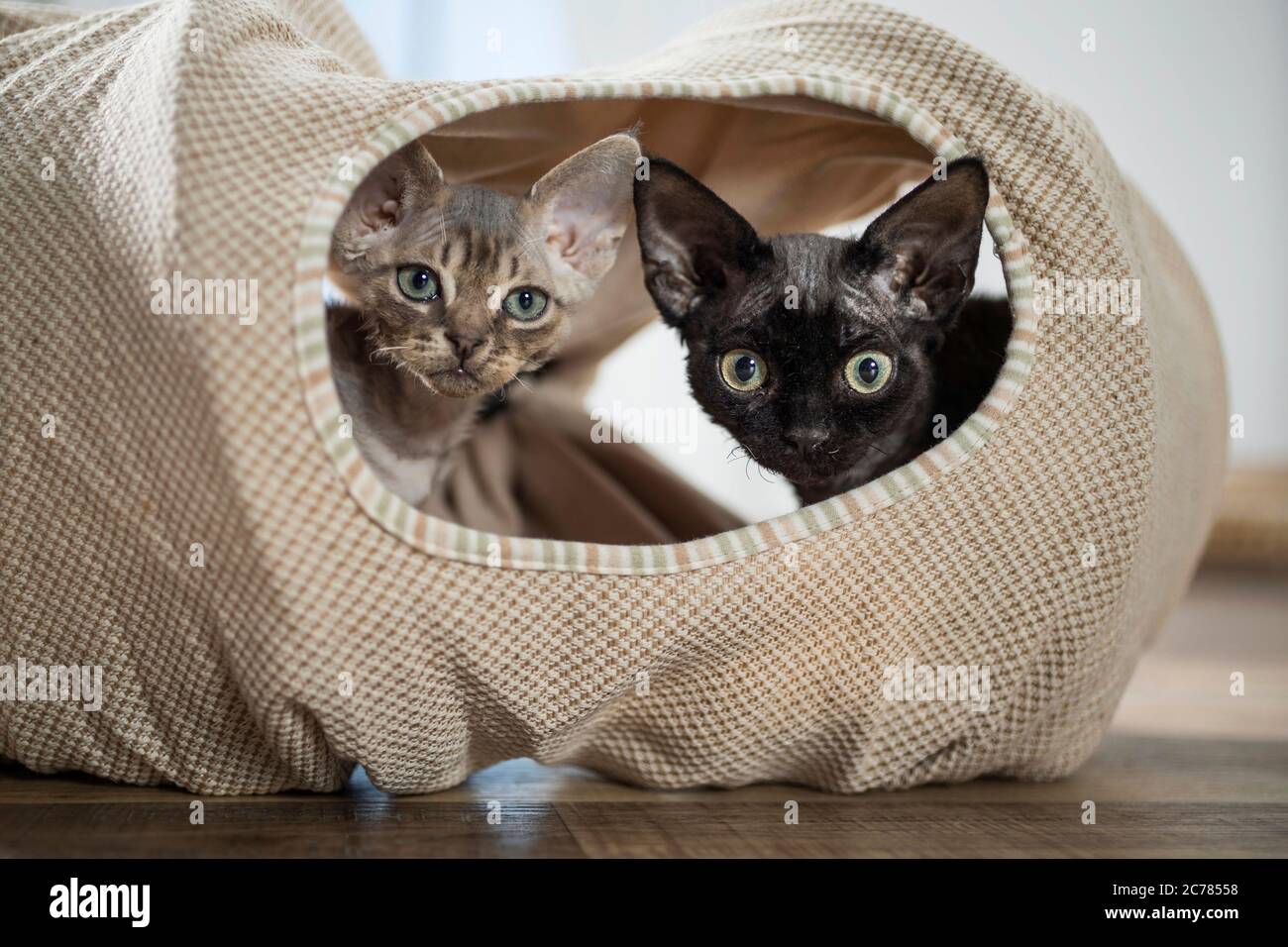 Devon Rex. Deux chatons dans un tunnel de jouets. Allemagne Banque D'Images