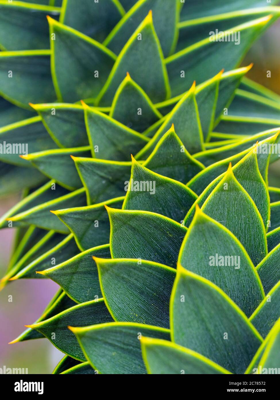Araucaria araucana - Chile Pine Norfolk, Royaume-Uni juin Banque D'Images