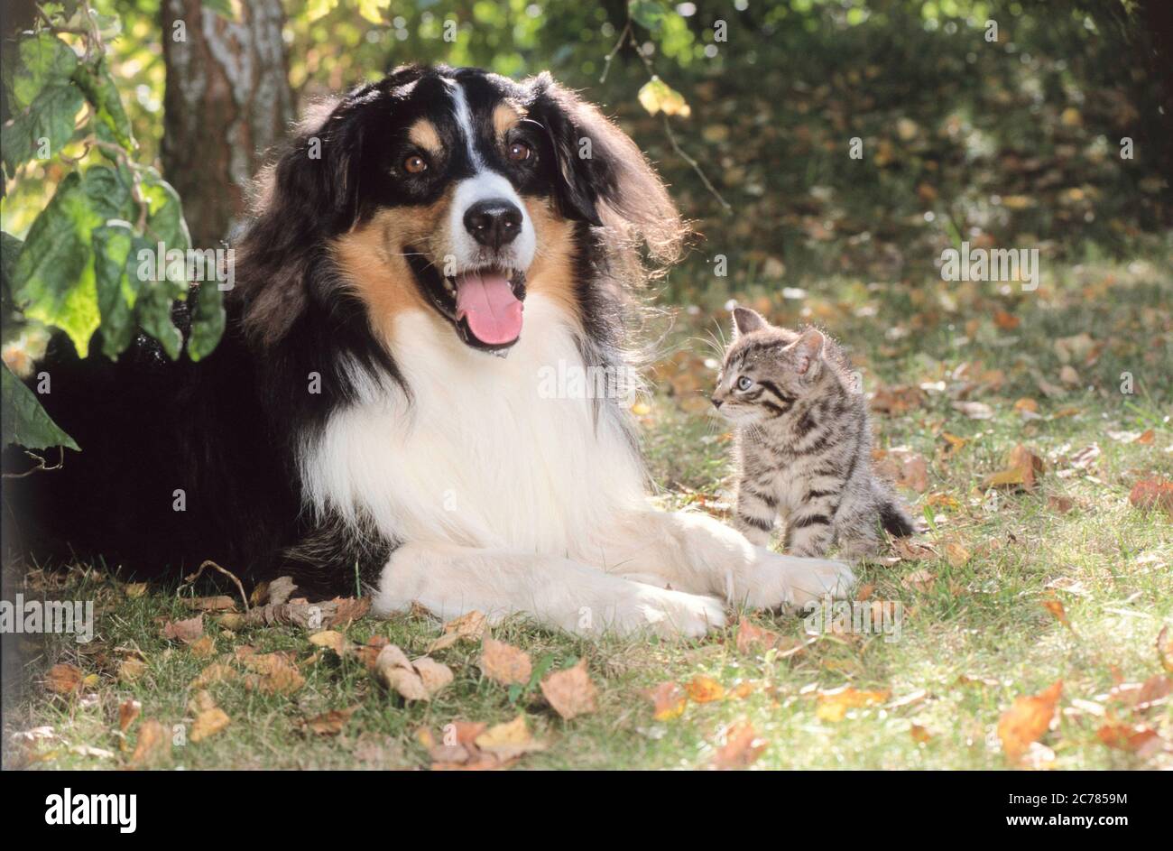 Chat Domestique Chaton Et Berger Australien A Cote L Un De L Autre Dans Un Pre Allemagne Photo Stock Alamy Chat Domestique Chaton Et Berger Australien A Cote L Un De L Autre Dans Un Pre Allemagne Photo Stock Alamy