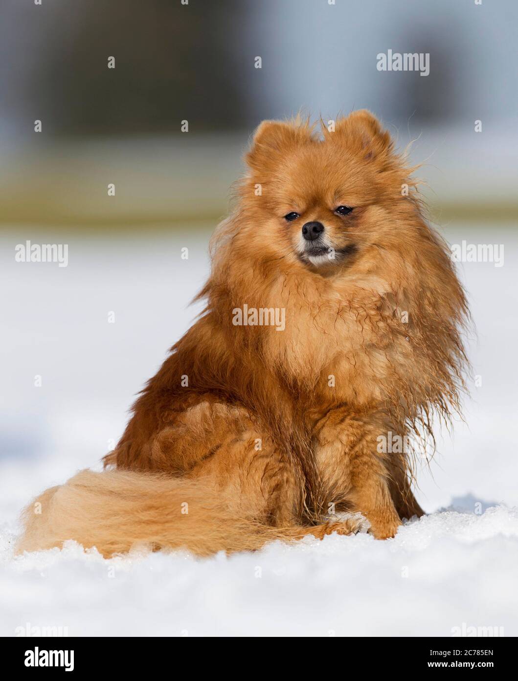 Pomeranien. Chien adulte assis dans la neige. Allemagne Banque D'Images