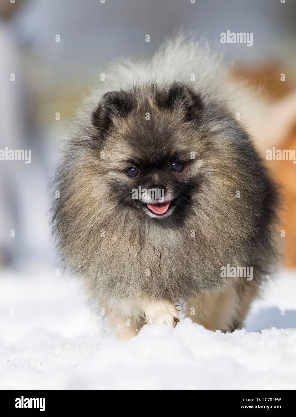 Pomeranien. Chien adulte marchant dans la neige. Allemagne Banque D'Images