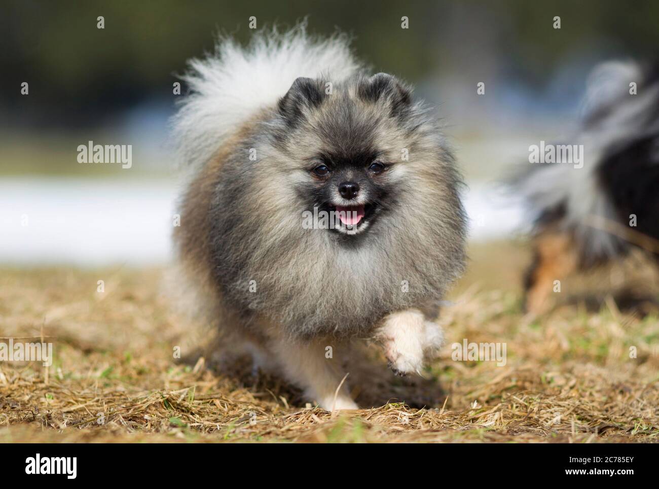Pomeranien. Chien adulte marchant sur l'herbe. Allemagne Banque D'Images
