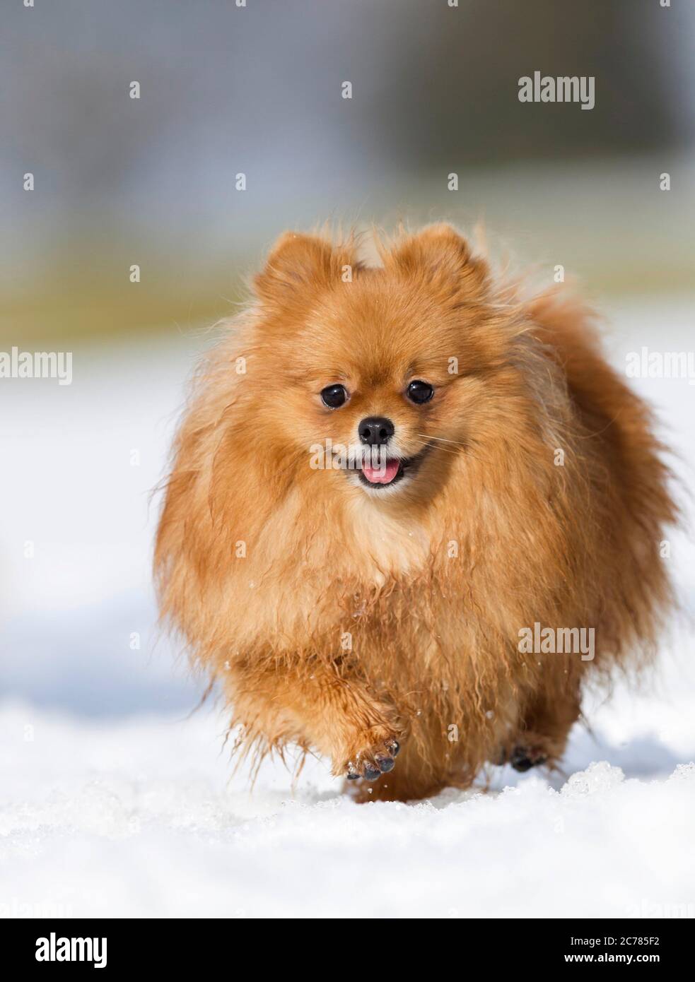 Pomeranien. Chien adulte marchant dans la neige. Allemagne Banque D'Images