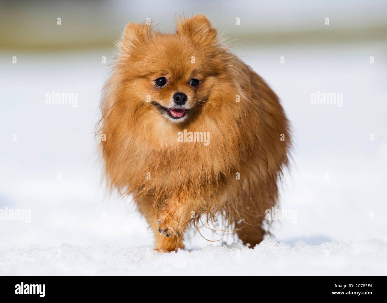 Pomeranien. Chien adulte marchant dans la neige. Allemagne Banque D'Images