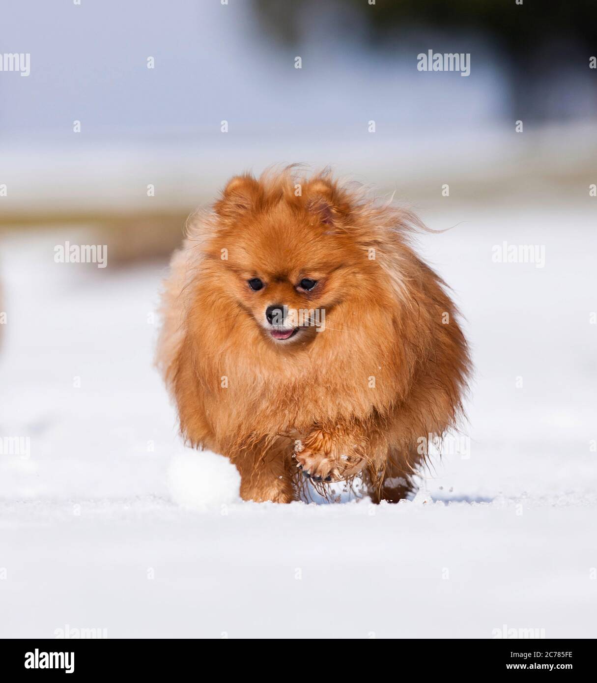 Pomeranien. Chien adulte qui court dans la neige. Allemagne Banque D'Images