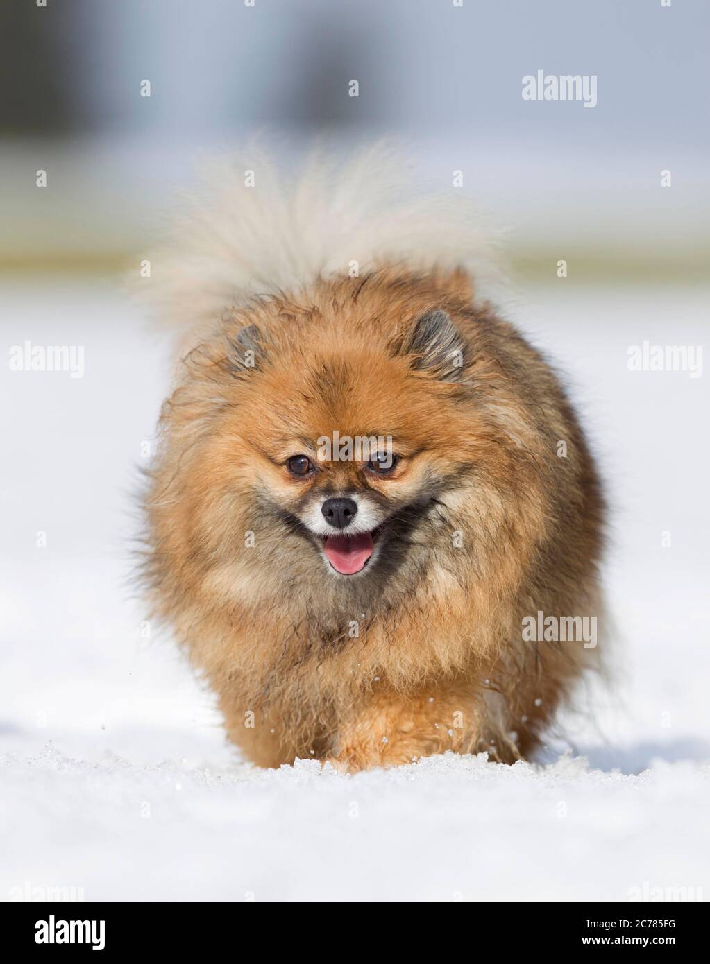 Pomeranien. Chien adulte marchant dans la neige. Allemagne Banque D'Images