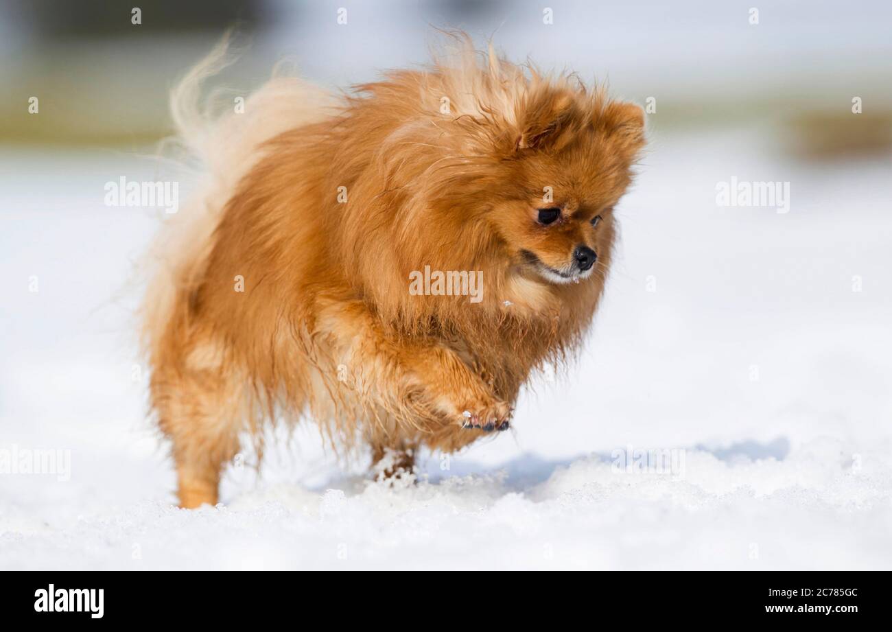 Pomeranien. Chien adulte qui court dans la neige. Allemagne Banque D'Images