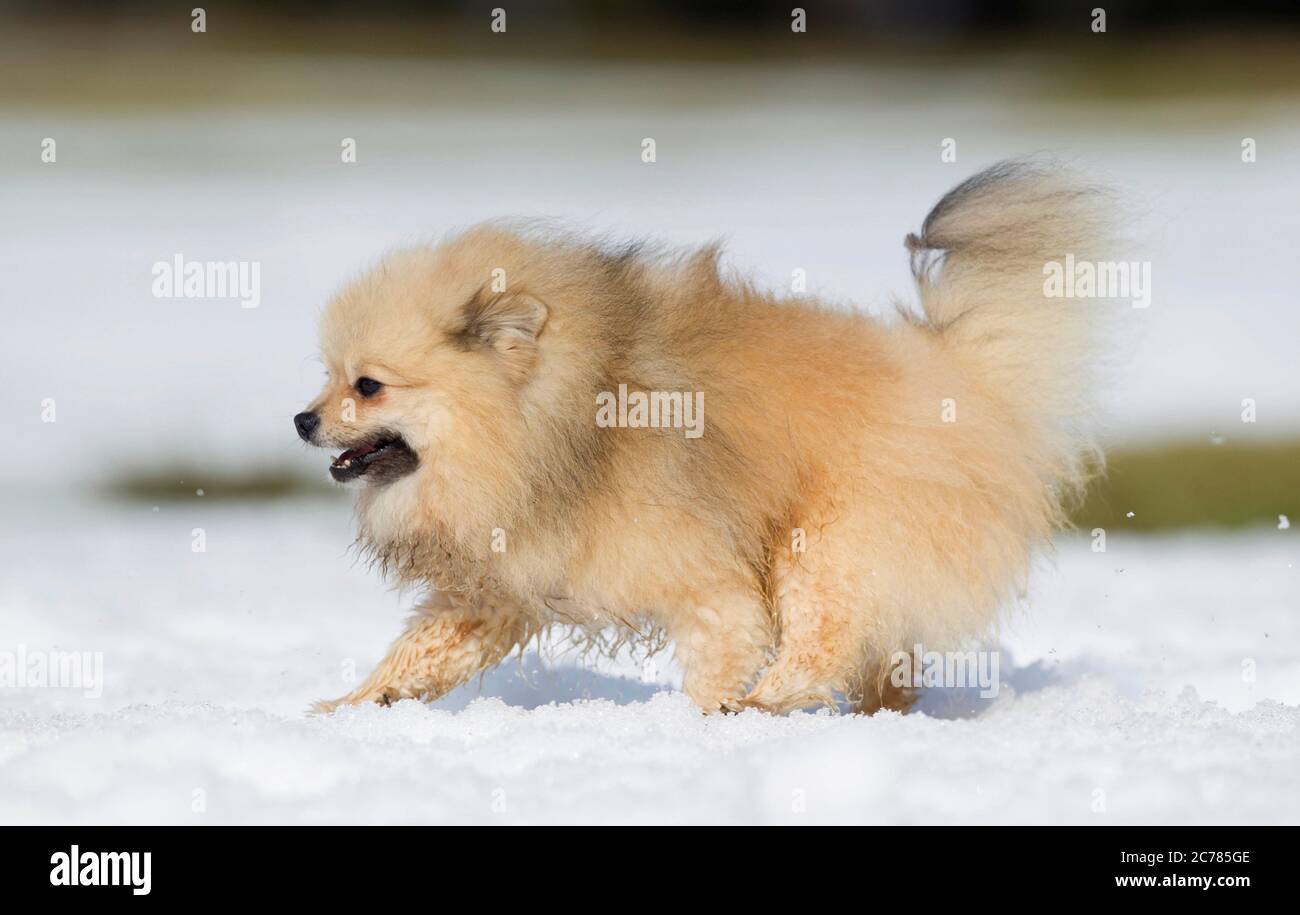 Pomeranien. Chien adulte qui court dans la neige. Allemagne Banque D'Images