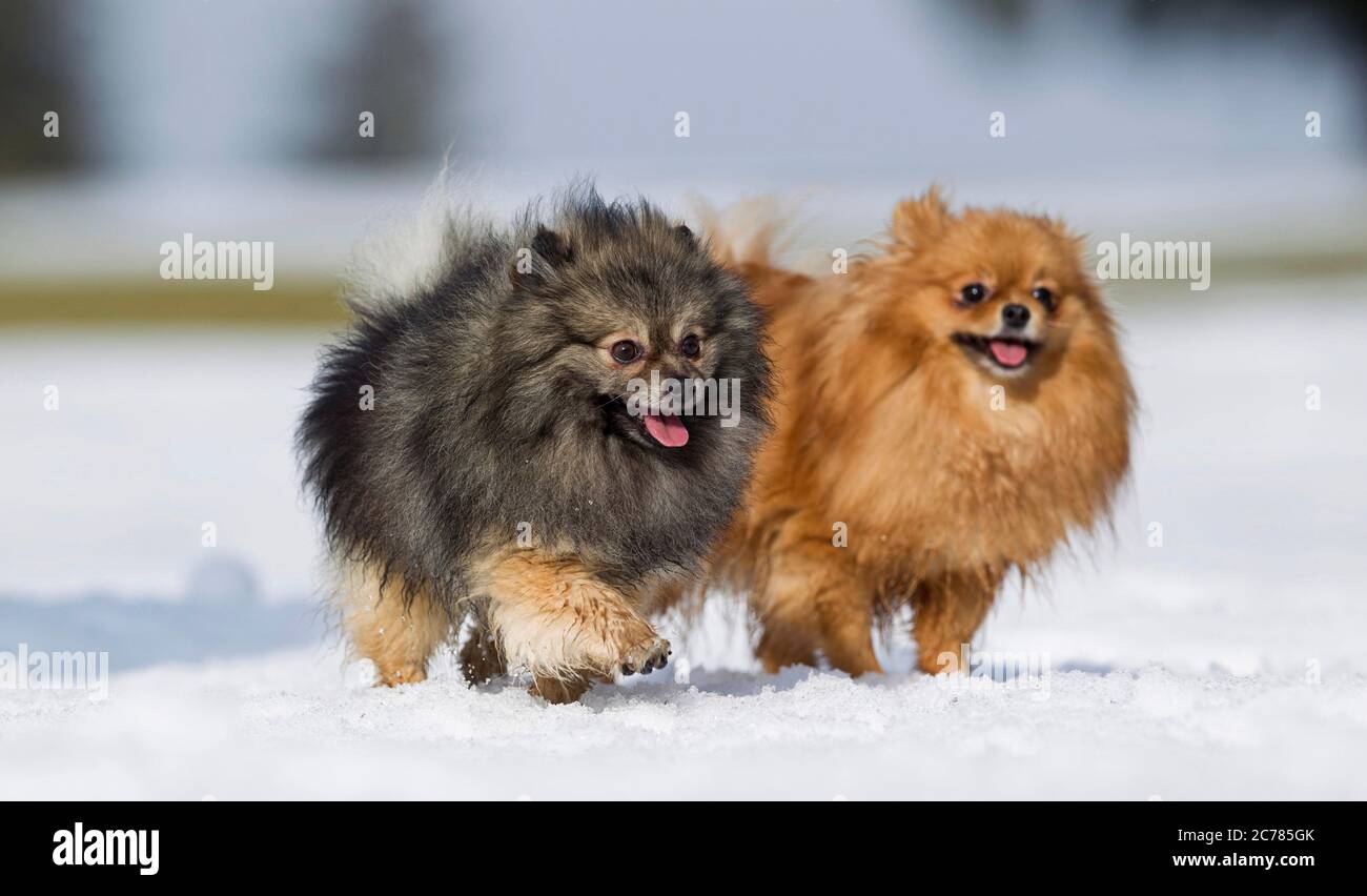 Pomeranien. Deux chiens adultes dans la neige. Allemagne Banque D'Images