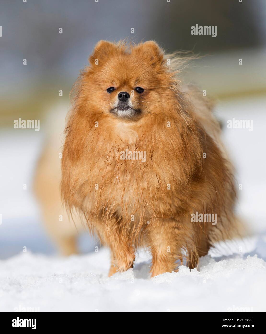 Pomeranien. Chien adulte debout dans la neige. Allemagne Banque D'Images