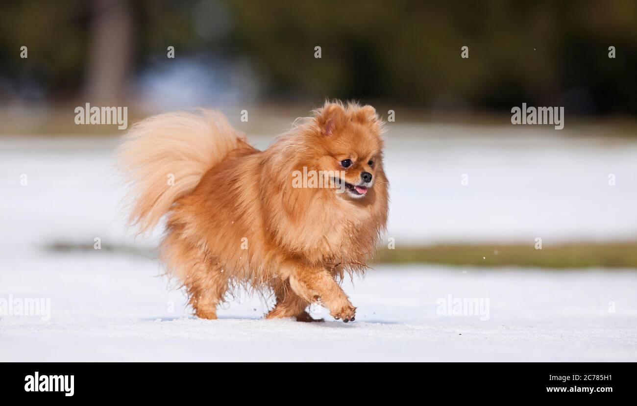 Pomeranien. Chien adulte marchant dans la neige. Allemagne Banque D'Images