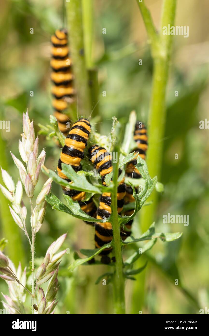 Chenilles ou larves de la teigne cinnabar (Tyria jacobaeae) se nourrissant de l'armoise (Jacobaea vulgaris), Royaume-Uni Banque D'Images