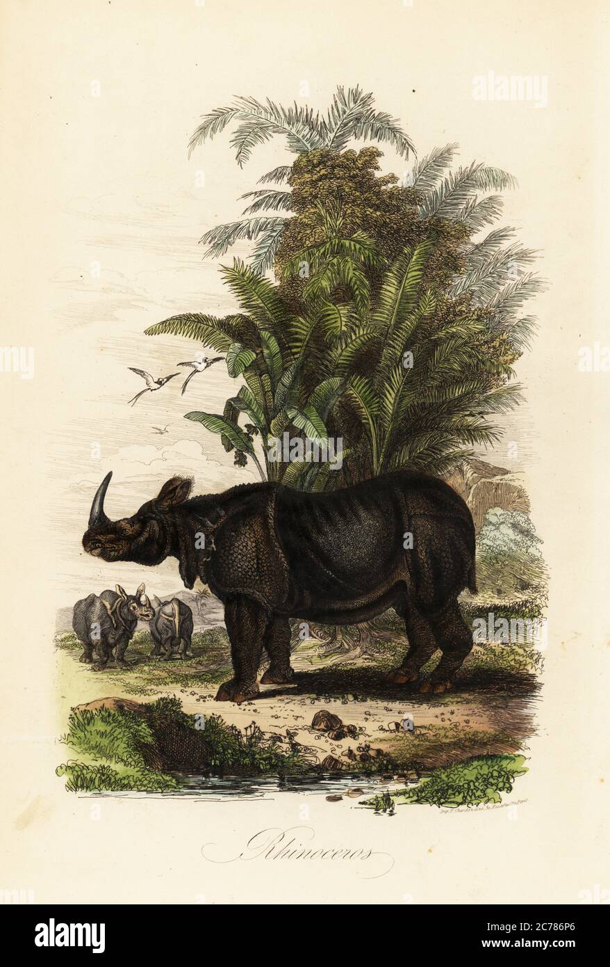 Rhinocéros indiens, rhinocéros unicornis, vulnérables. Copié d'une illustration d'Adolph Fries dans le dictionnaire Pittoresque d'Histoire naturelle de Felix-Edouard Guerin-Meneville, 1839. Gravure en acier de couleur main imprimée par F. Chardon du Musée d’Histoire naturelle d’Achille Comte, Musée d’Histoire naturelle, Gustave Hazard, Paris, 1854. Banque D'Images