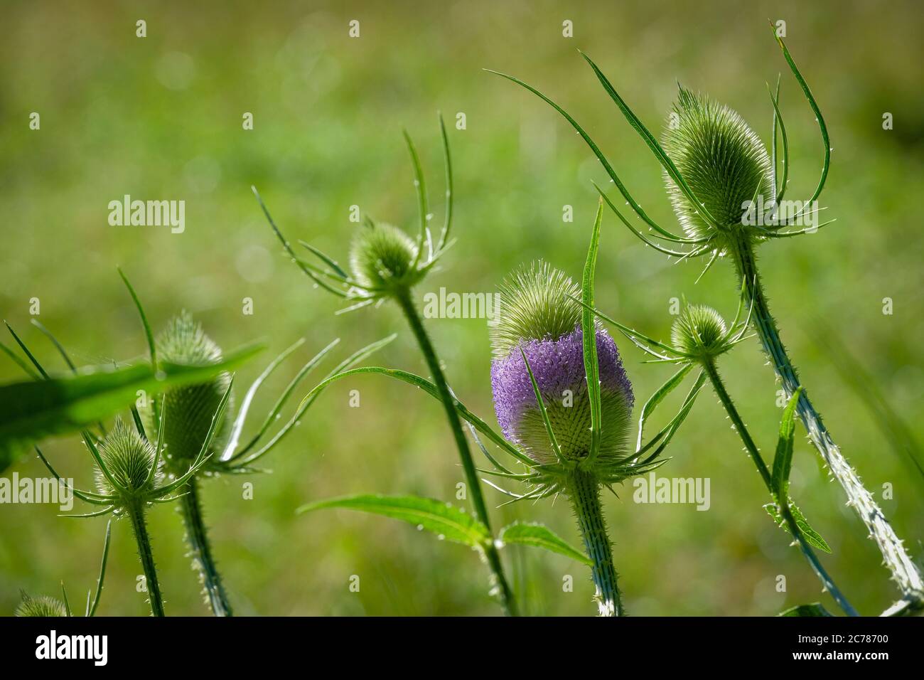 plante sauvage qui ressemble à un chardon Banque D'Images