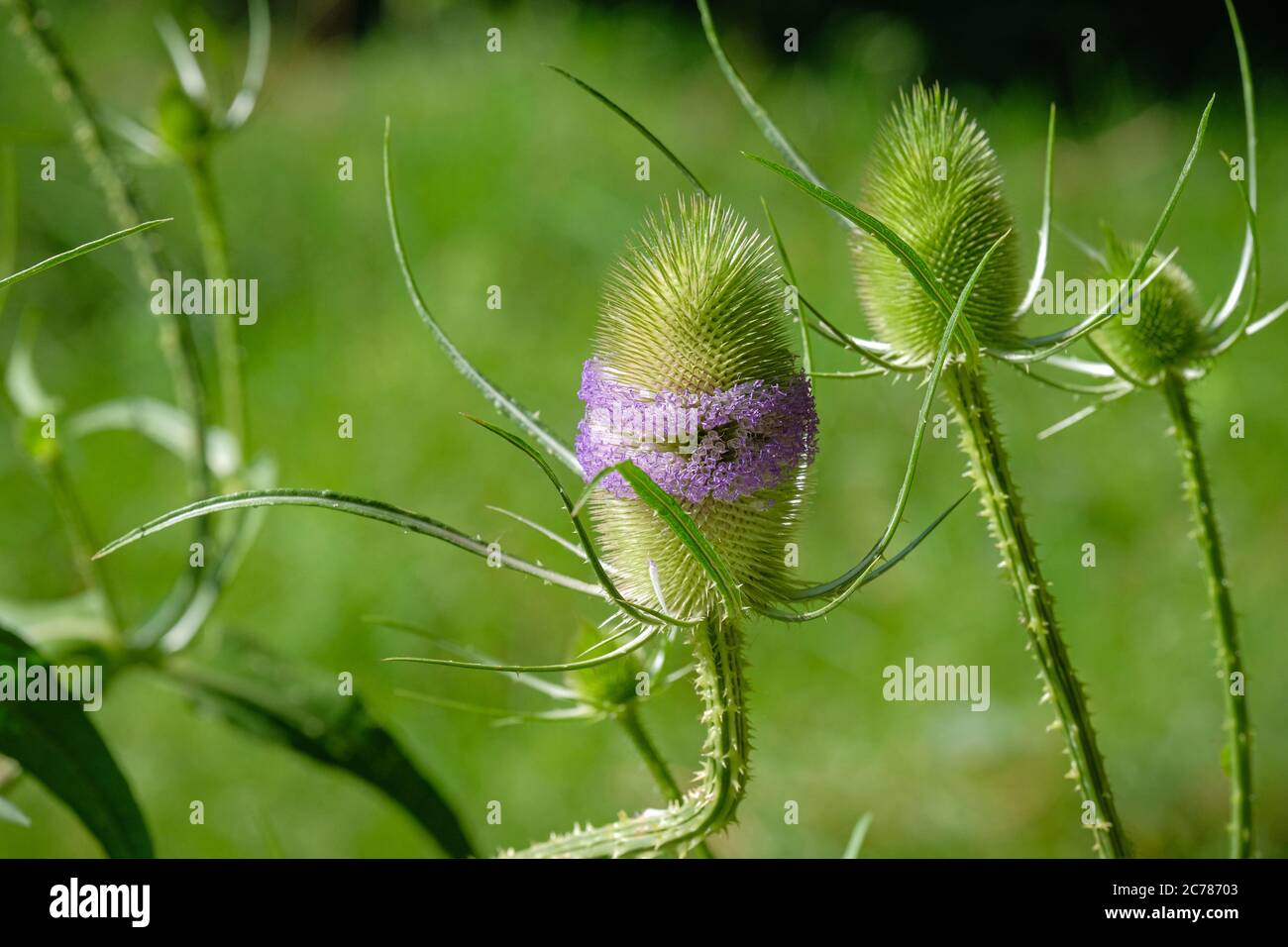plante sauvage qui ressemble à un chardon Banque D'Images
