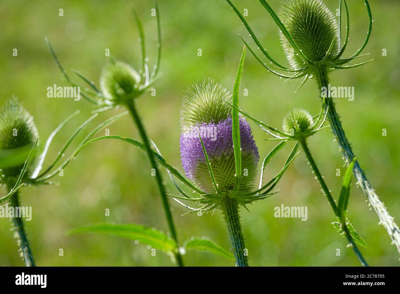 plante sauvage qui ressemble à un chardon Banque D'Images