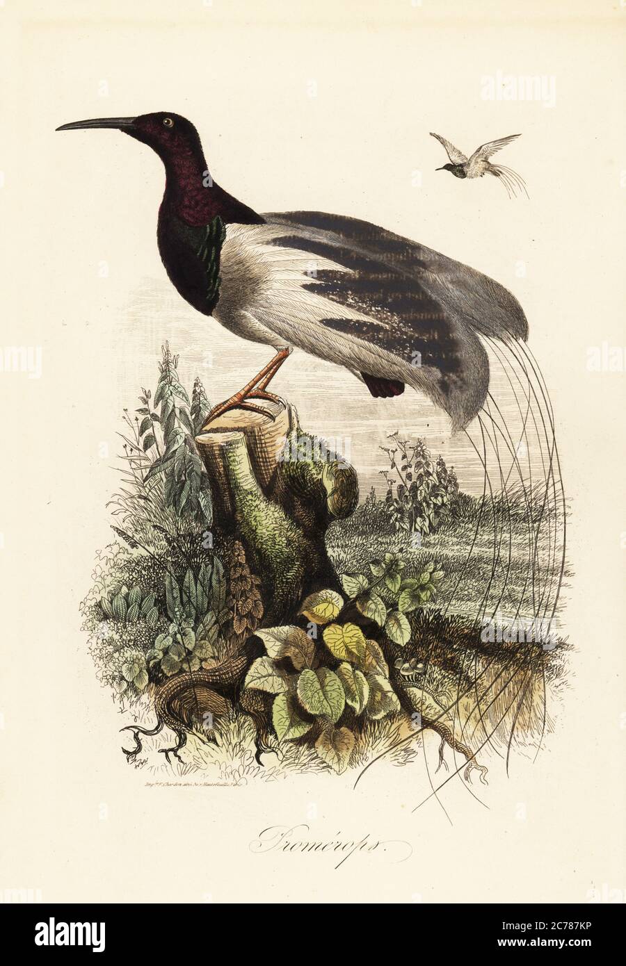 Oiseau de paradis à douze fils, Seleucidis melanoleucus. Promerops mal étiqueté. Copié d'une illustration d'Adolph Fries dans le dictionnaire Pittoresque d'Histoire naturelle de Felix-Edouard Guerin-Meneville. Gravure en acier de couleur main imprimée par F. Chardon du Musée d’Histoire naturelle d’Achille Comte, Musée d’Histoire naturelle, Gustave Hazard, Paris, 1854. Banque D'Images