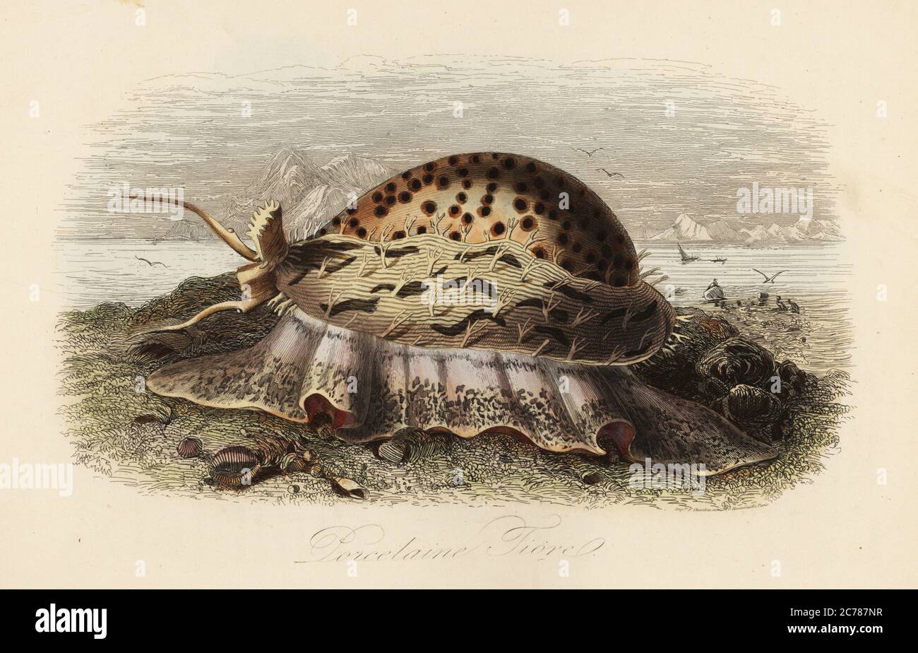 Vache tigre, Cypraea tigris. porcelaine fiore. Copié d'une illustration d'Adolph Fries du dictionnaire Pittoresque d'Histoire naturelle de Felix-Edouard Guerin-Meneville. Gravure en acier de couleur main imprimée par F. Chardon du Musée d’Histoire naturelle d’Achille Comte, Musée d’Histoire naturelle, Gustave Hazard, Paris, 1854. Banque D'Images