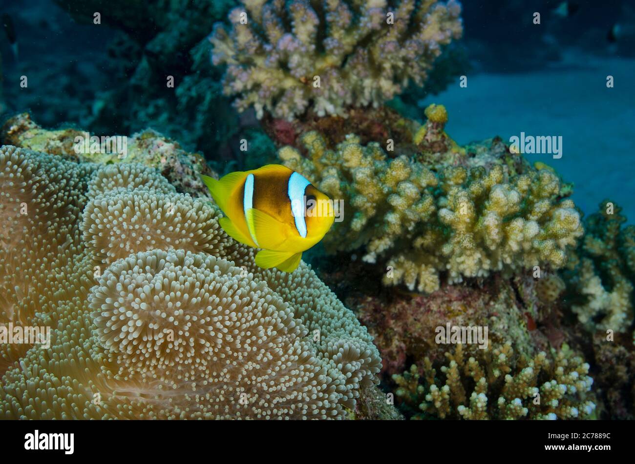 Poisson clown de Clark ou limande poissons clowns, amphiprion clarkii, dans Anemone, hamata, Red Sea, Egypt Banque D'Images