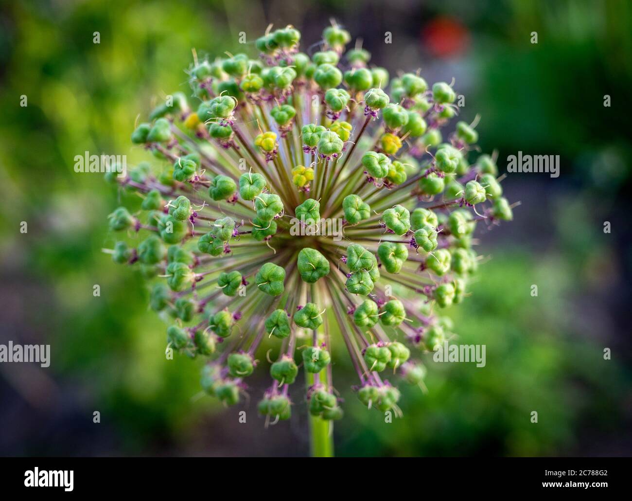 Poireaux fleuris dans le jardin avec bokeh Banque D'Images