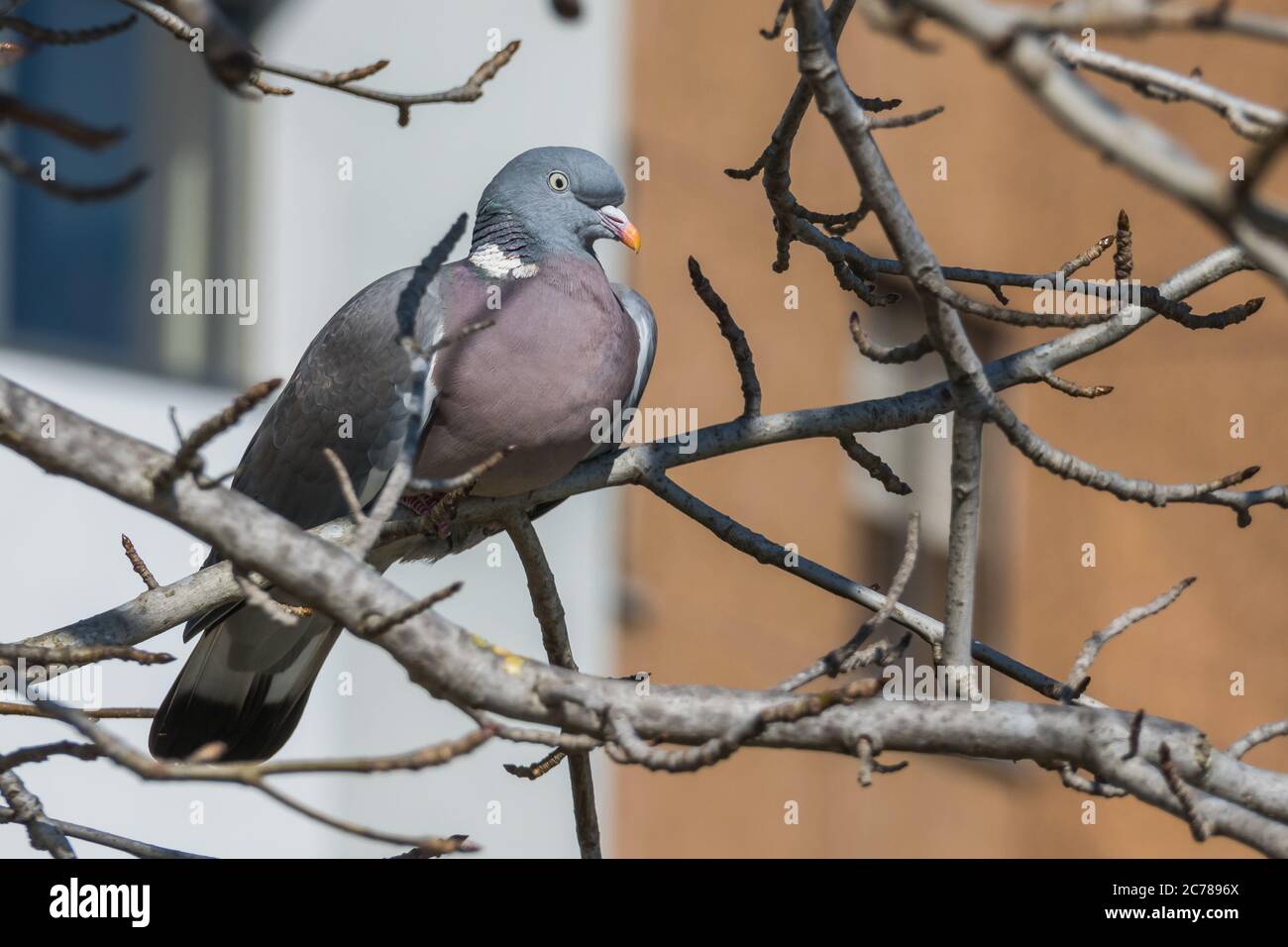 Palumbus de pigeon de bois perché sur une branche d'arbre Banque D'Images