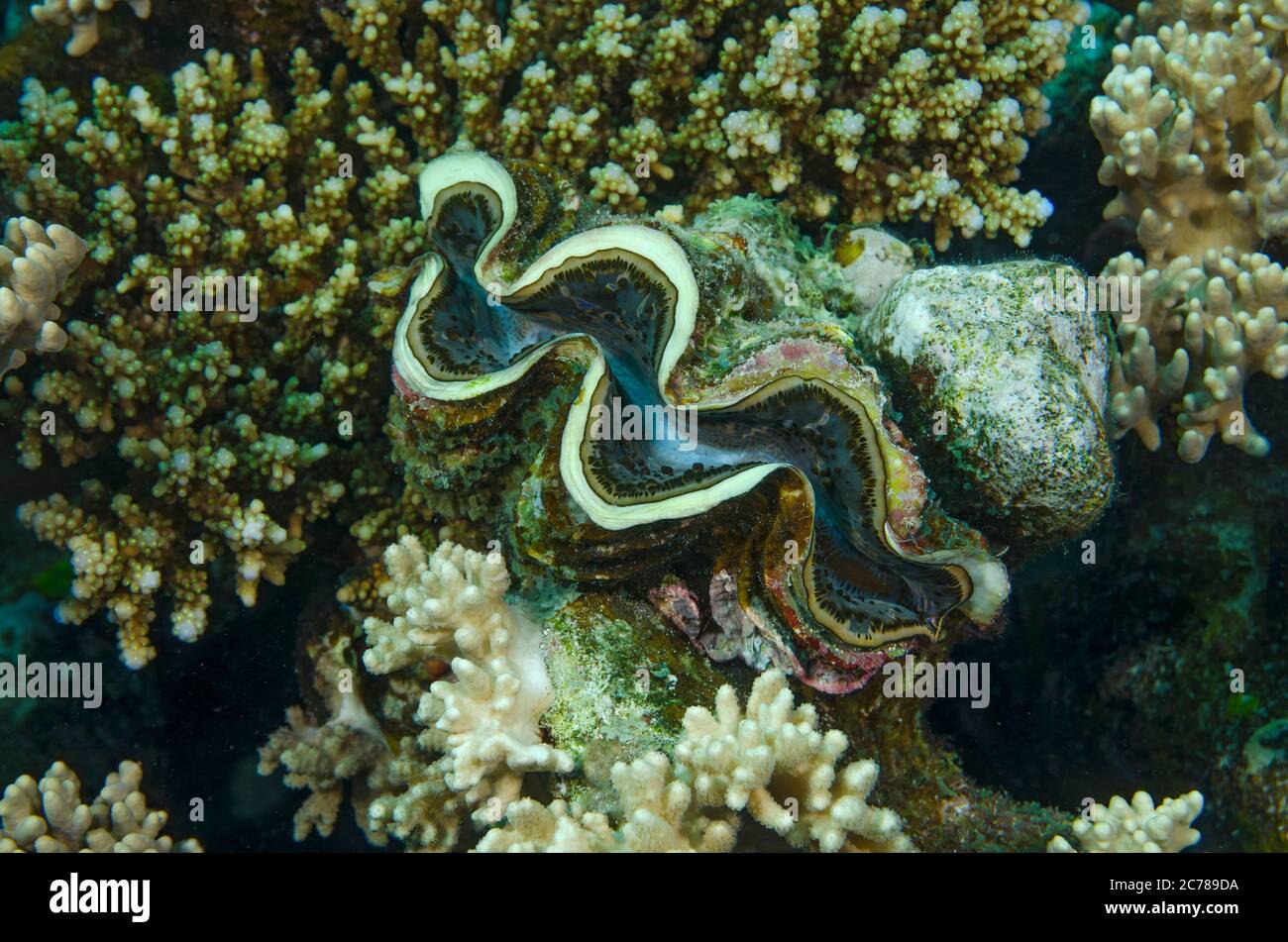Palourdes géantes, Tridacna maxima, dans le récif corallien, Hamata, Mer Rouge, Egypte Banque D'Images
