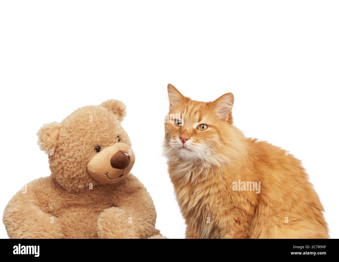 chat de gingembre adulte et grand ours en peluche sur fond blanc, gros plan Banque D'Images