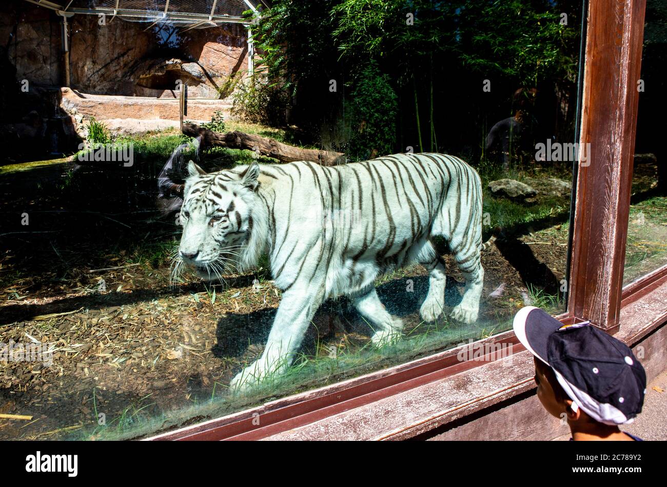 Petit garçon en chapeau montres tigre blanc dans le zoo. Banque D'Images