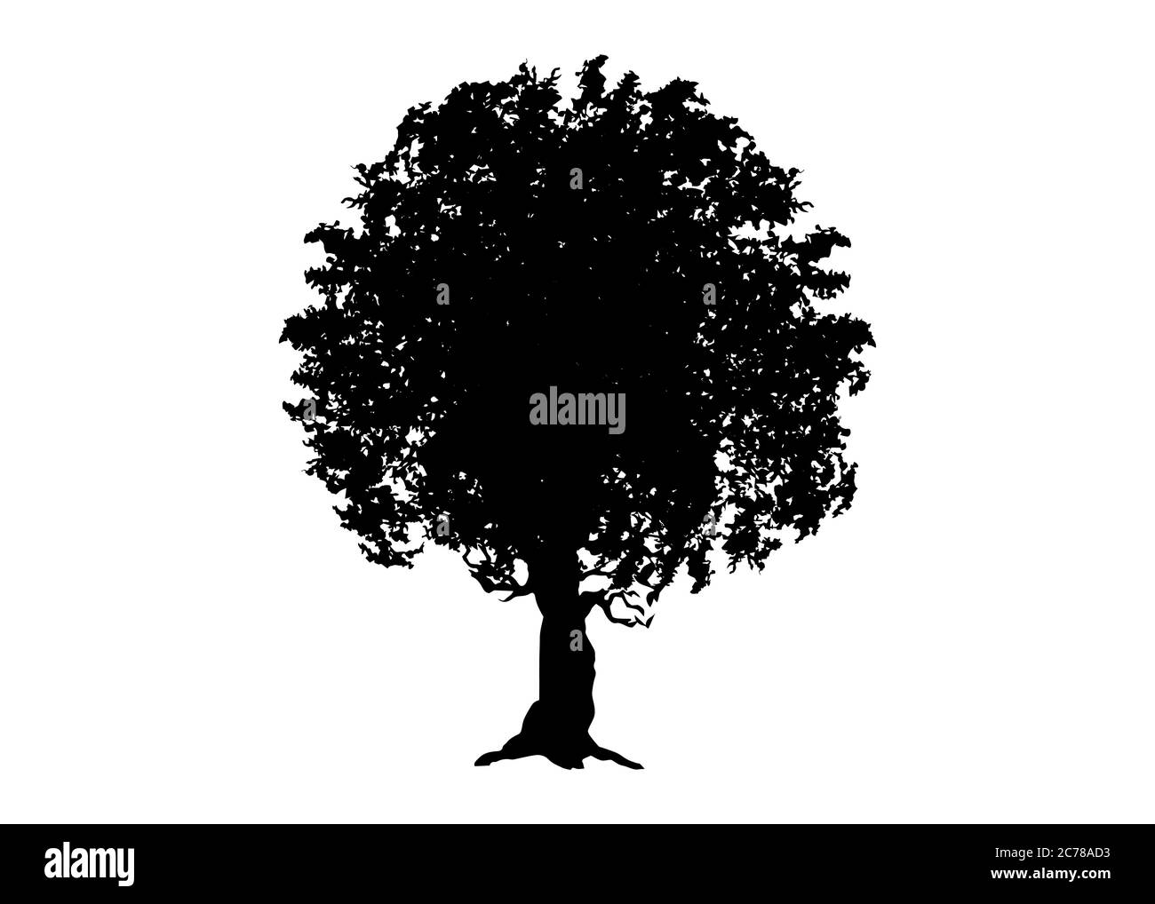 silhouette vectorielle icône d'érable isolée sur fond blanc. Acer Palmatum, Deshojo, érable japonais bonsaï. Scarlet Princess Dwarf Japon Illustration de Vecteur