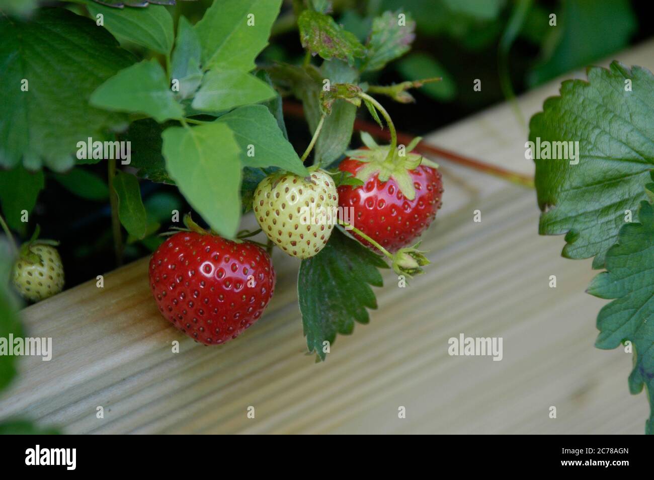 Trois fraises poussant dans une cuvette en bois Banque D'Images