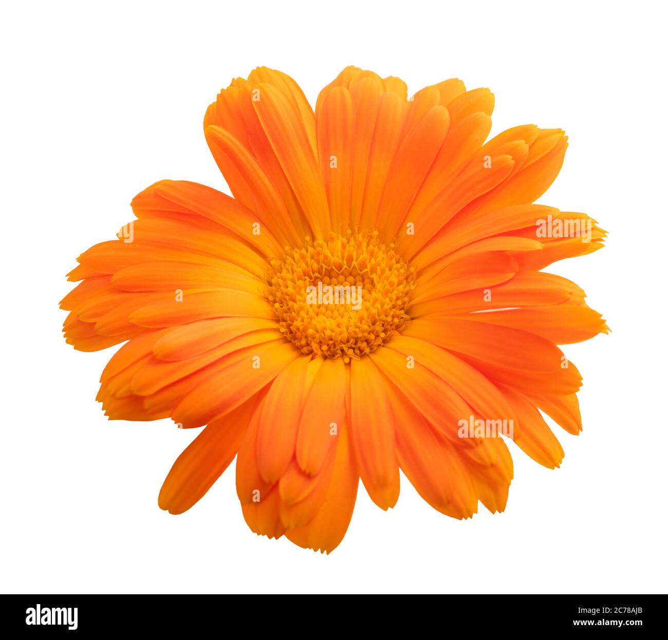 Marigold flower isolated on white Banque D'Images