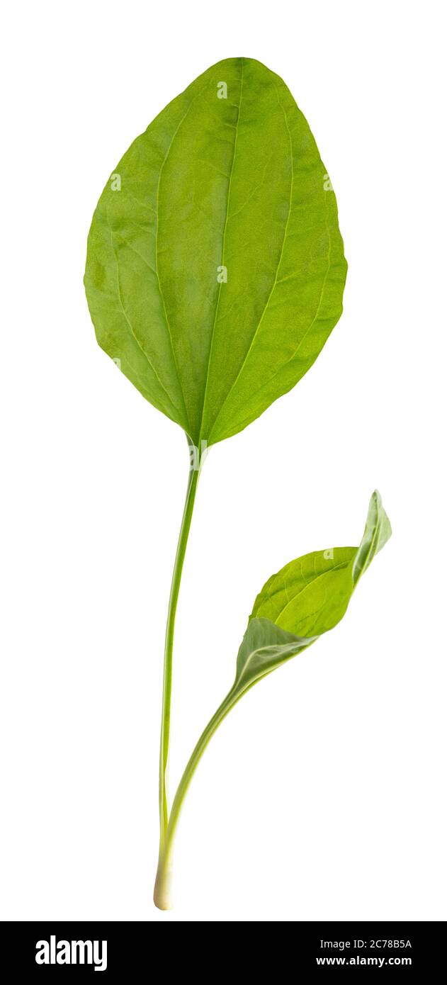Feuilles de plantain à feuilles larges isolées sur fond blanc Banque D'Images