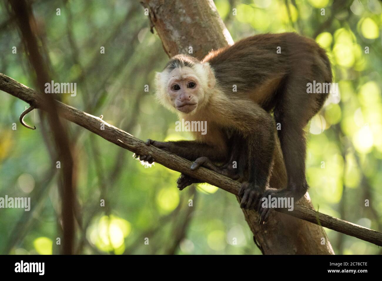 Capuchin Monkey, Parc national de Tayrona, Département de Magdalena, Caraïbes, Colombie, Amérique du Sud Banque D'Images