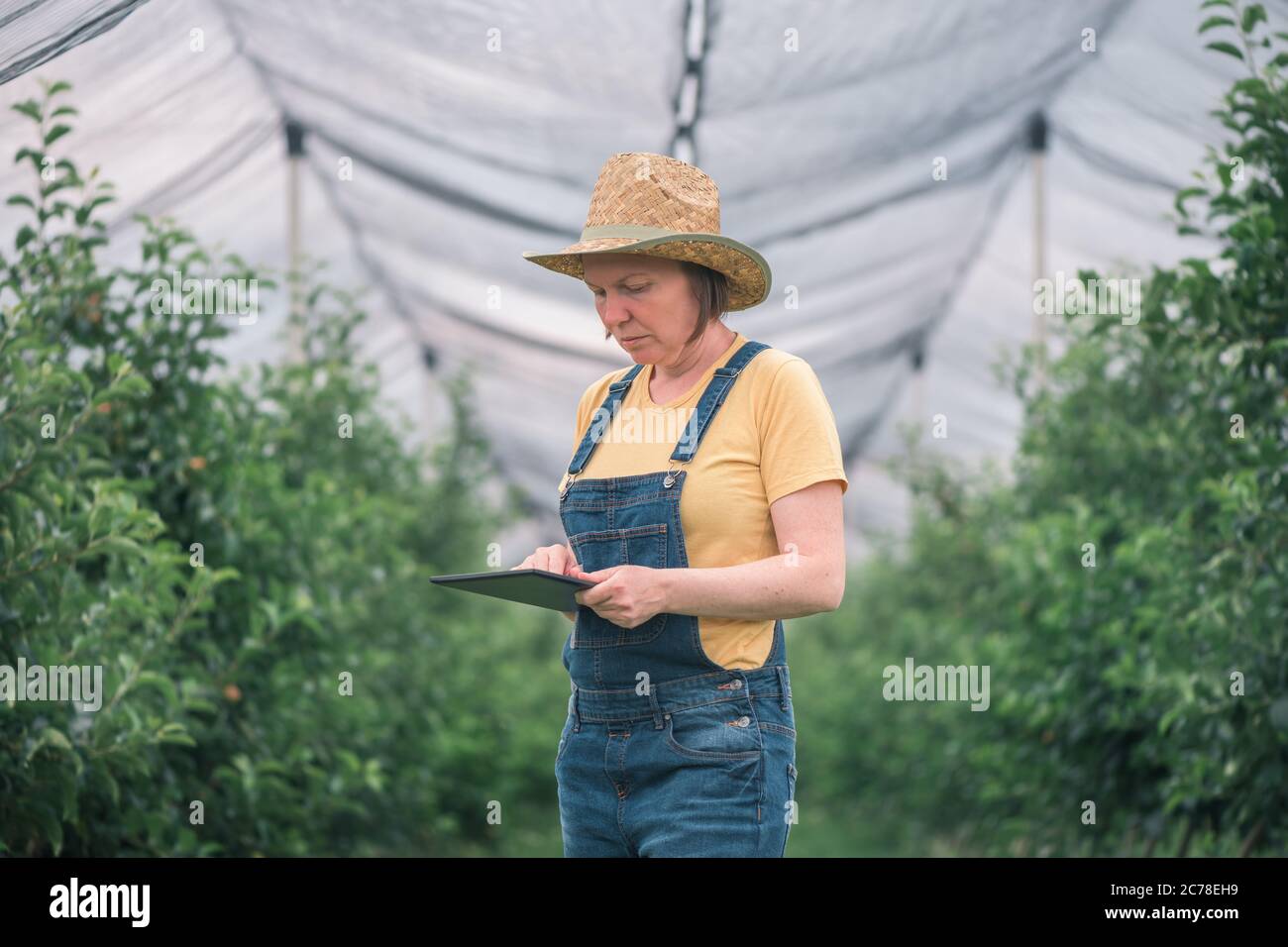 Agricultrice utilisant un ordinateur de tablette dans le verger de pomme biologique, technologie innovante dans le processus de production alimentaire local Banque D'Images