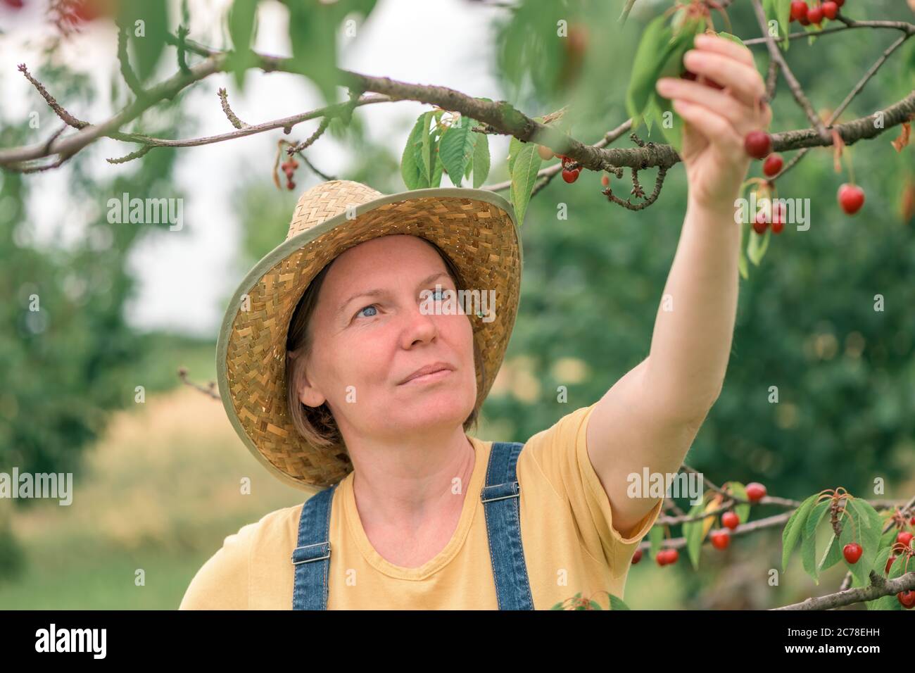 Femelle paysanne cueillant des fruits mûrs dans des vergers biologiques, concept de produits cultivés localement, concentration sélective Banque D'Images