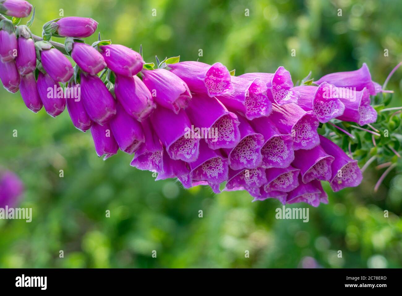 Les fleurs des gants de renard fleurissent en été sous le soleil sur les landes près de Haworth West Yorkshire Banque D'Images